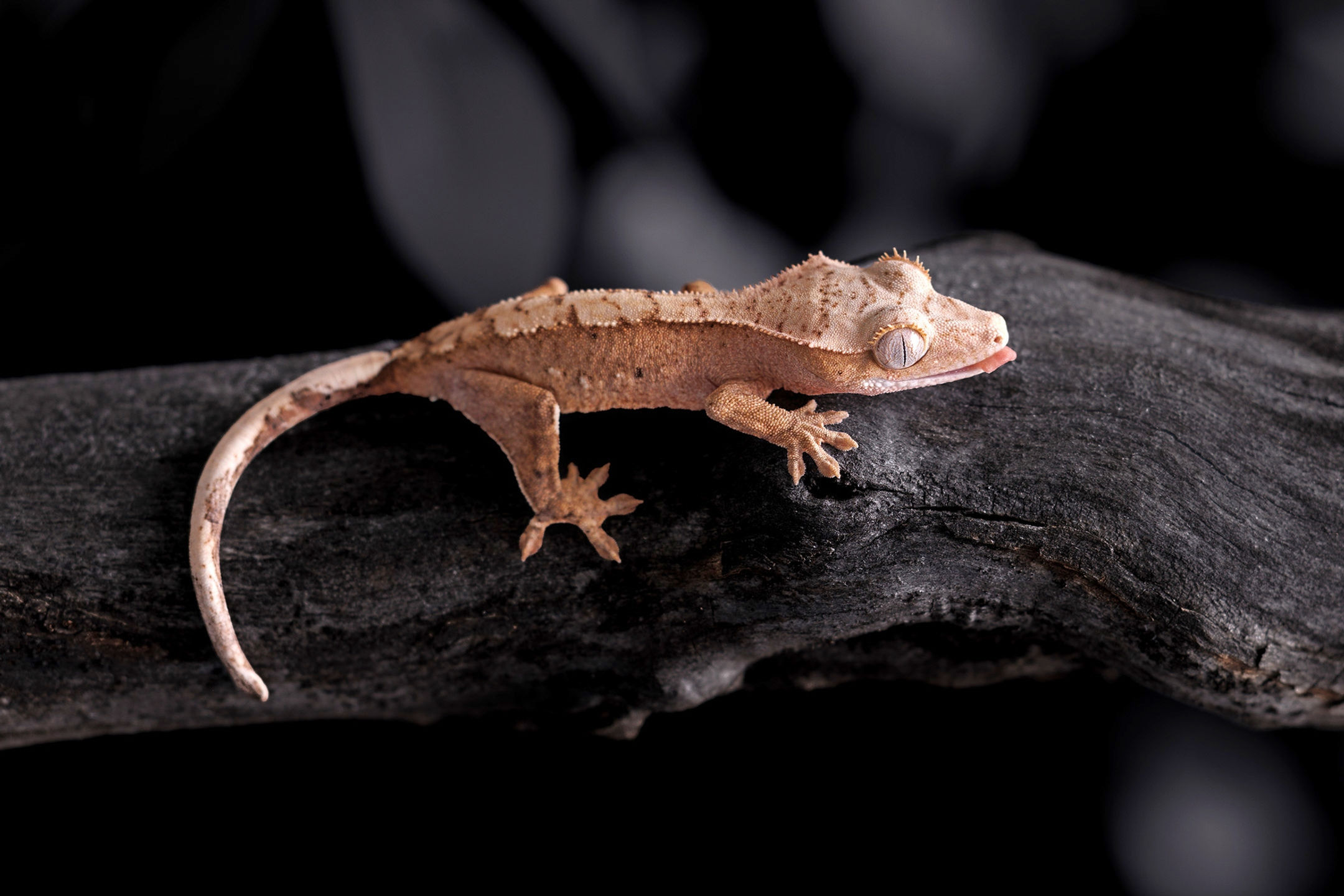 66% Het Axanthic Crested Gecko