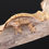 Thumbnail: Extreme Harlequin Crested Gecko
