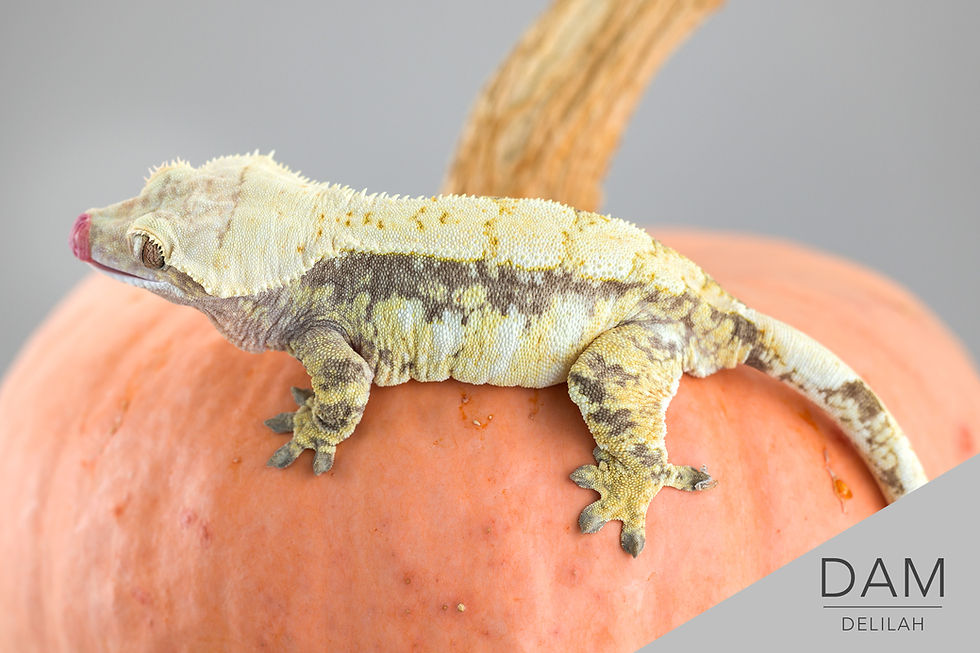 Thumbnail: Lavender Solid Back Pinstripe Crested Gecko