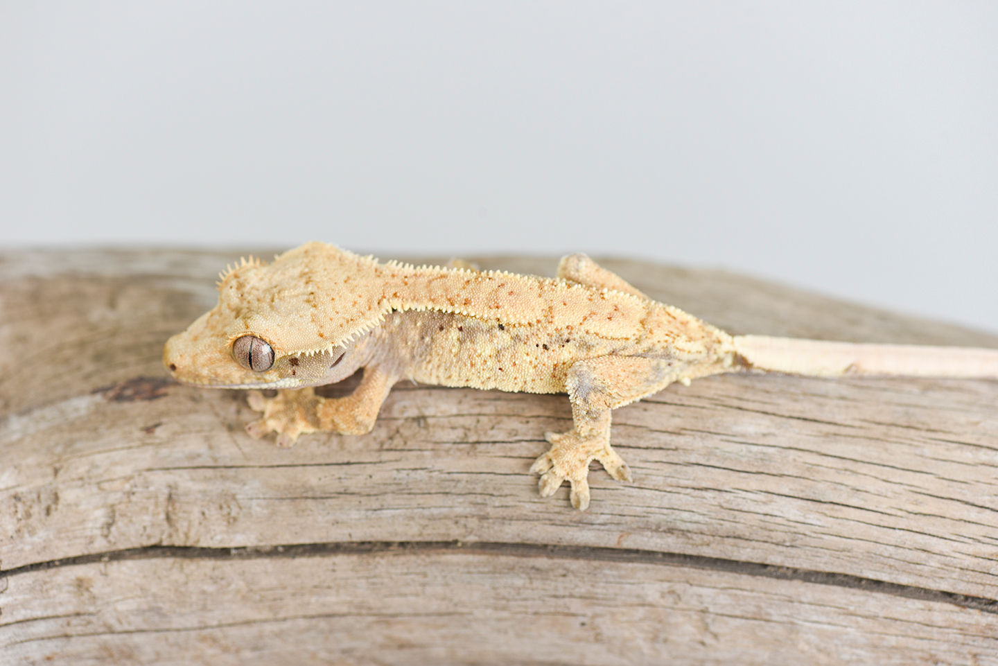 HOLDBACK RELEASE Crested Gecko