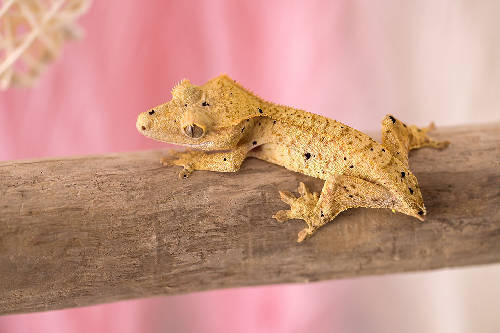 Thumbnail: Yellow Dalmatian Crested Gecko