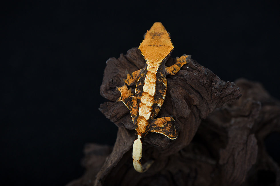 Thumbnail: Tri-Color Harlequin Crested Gecko