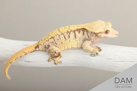 Breeder Sex Kitten 1.jpg