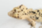 Thumbnail: Super Dalmatian Crested Gecko