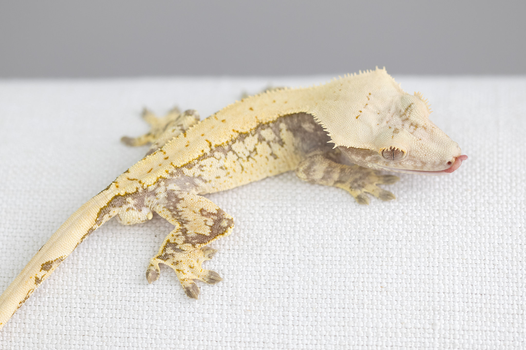 Extreme Harlequin Crested Gecko