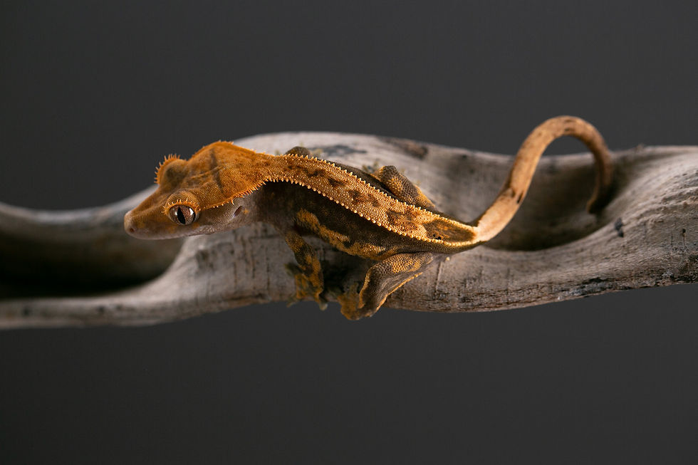 Thumbnail: Pinstripe Crested Gecko