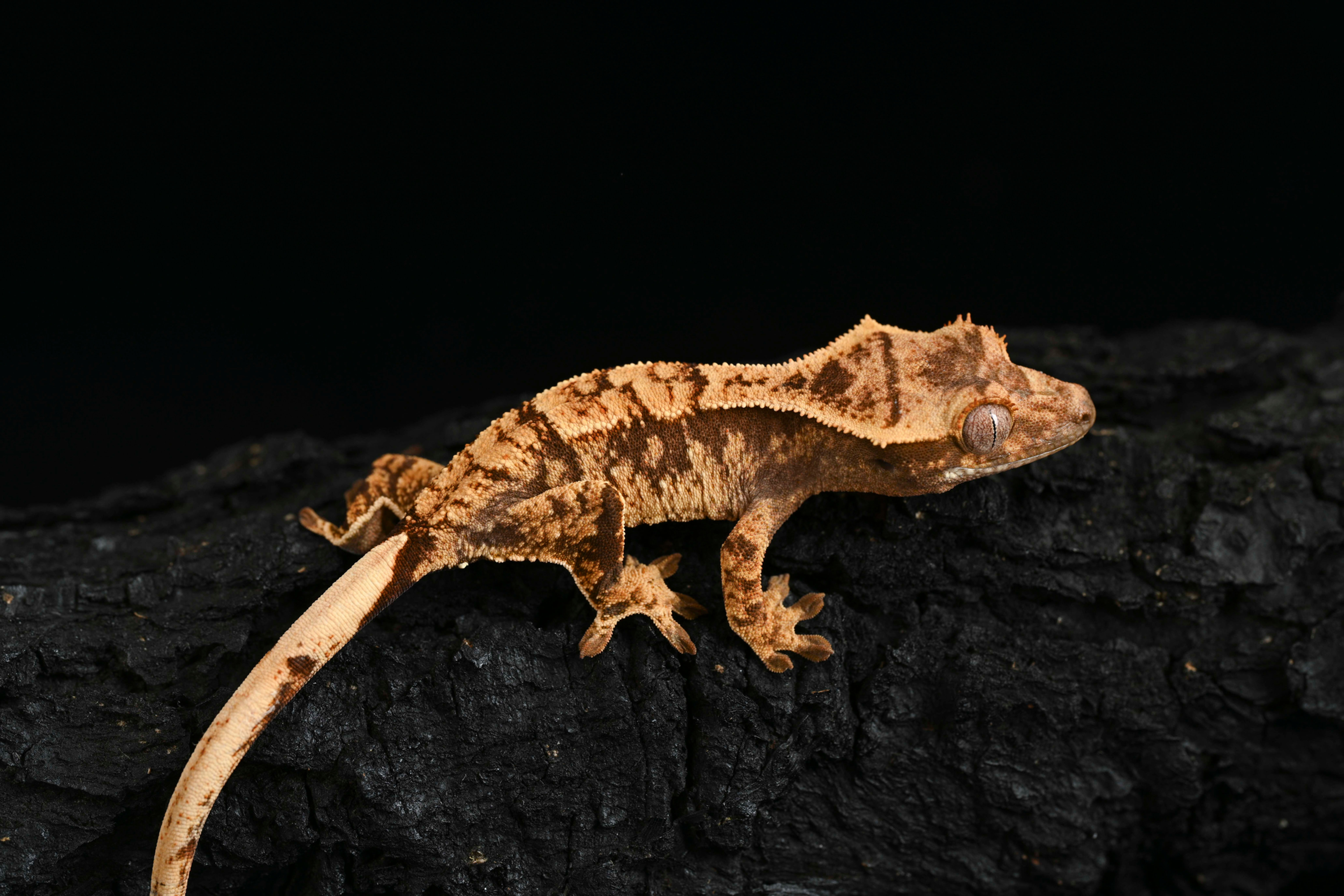 High Contrast Extreme Harlequin Crested Gecko