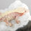 Thumbnail: ULTRA HIGH-END RELEASE: Pink Extreme Harlequin Crested Gecko