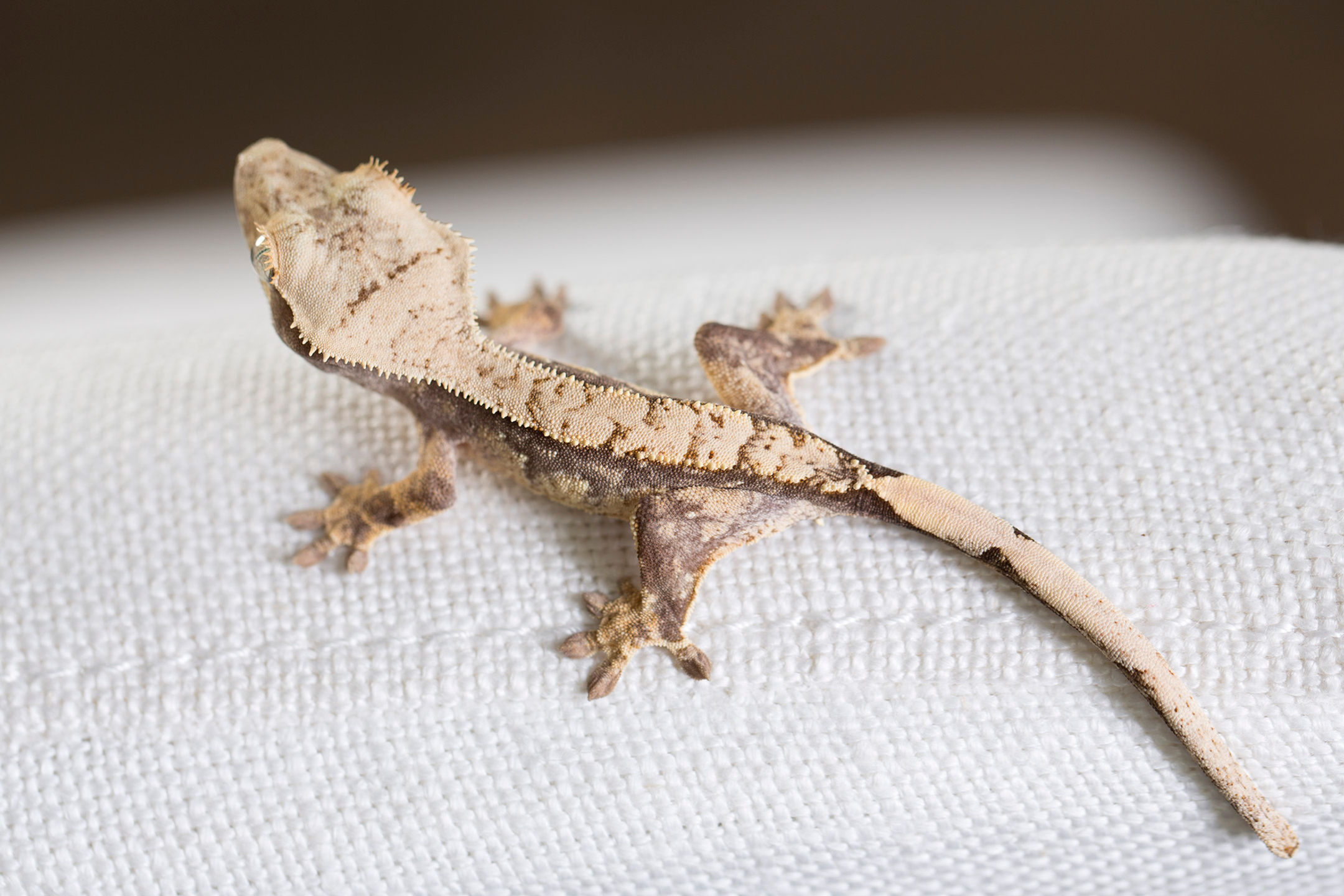 Lavender Pinstripe Crested Gecko