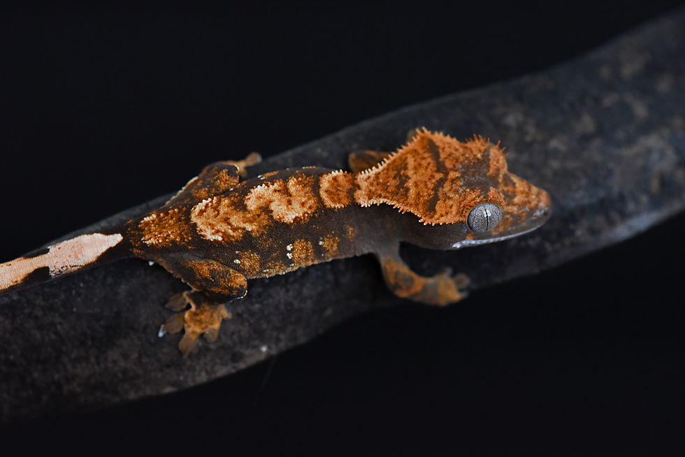 Halloween Harlequin Crested Gecko
