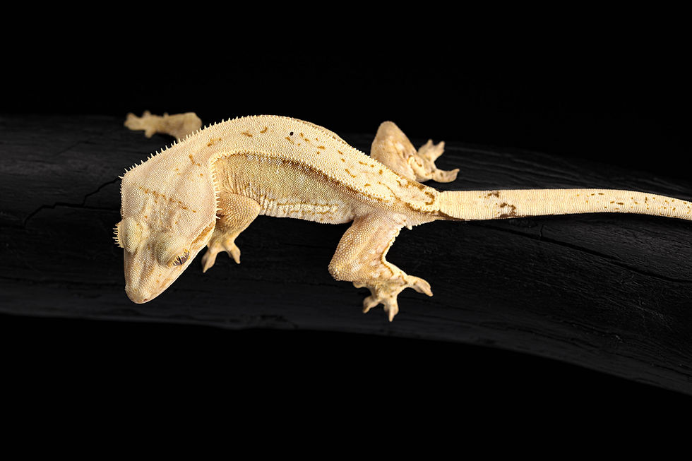 Thumbnail: Yellow Quad-stripe Crested Gecko