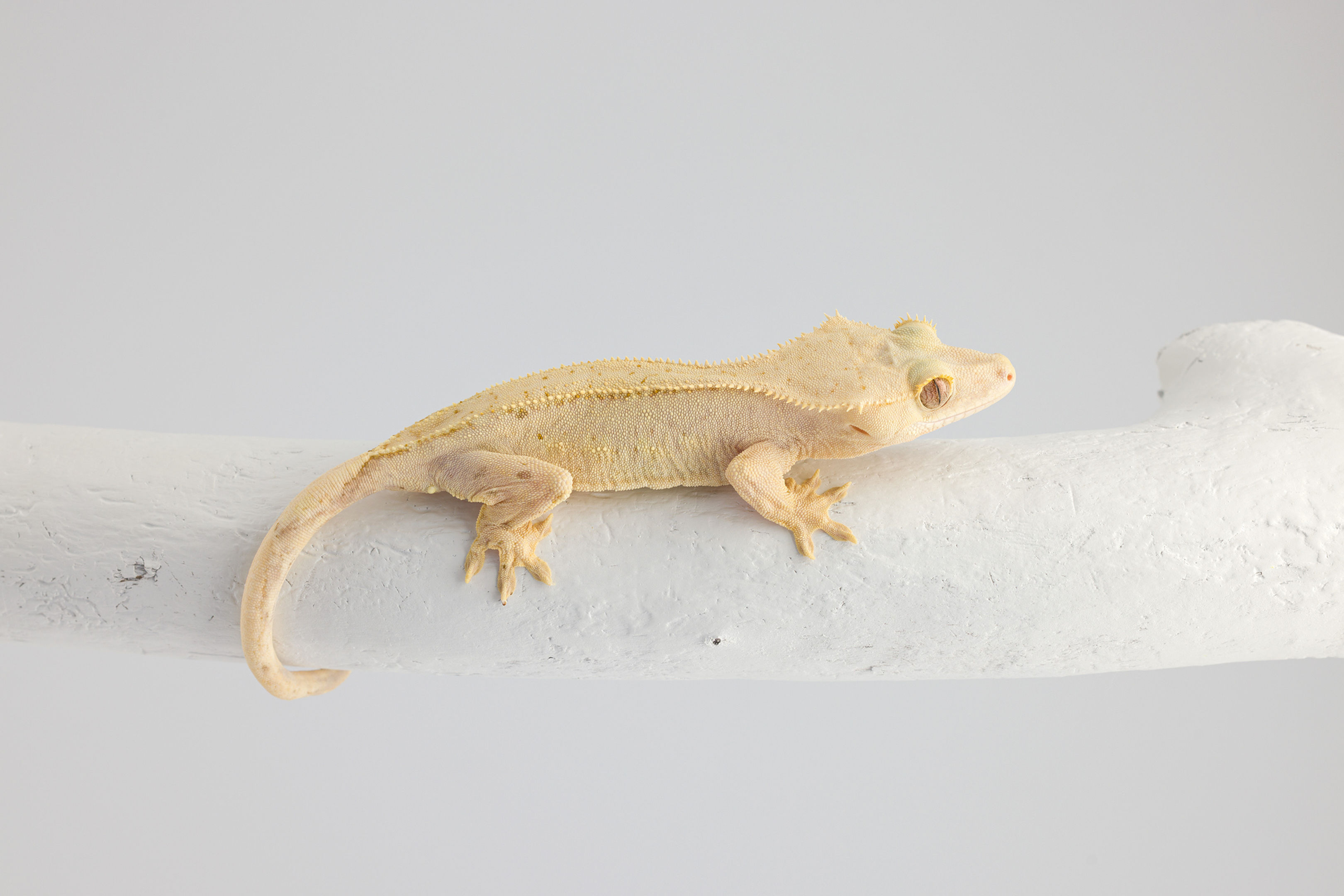 Yellow Pinstripe Crested Gecko