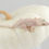 Thumbnail: Pink Line ✿ Red Spot & White Portholes Crested Gecko