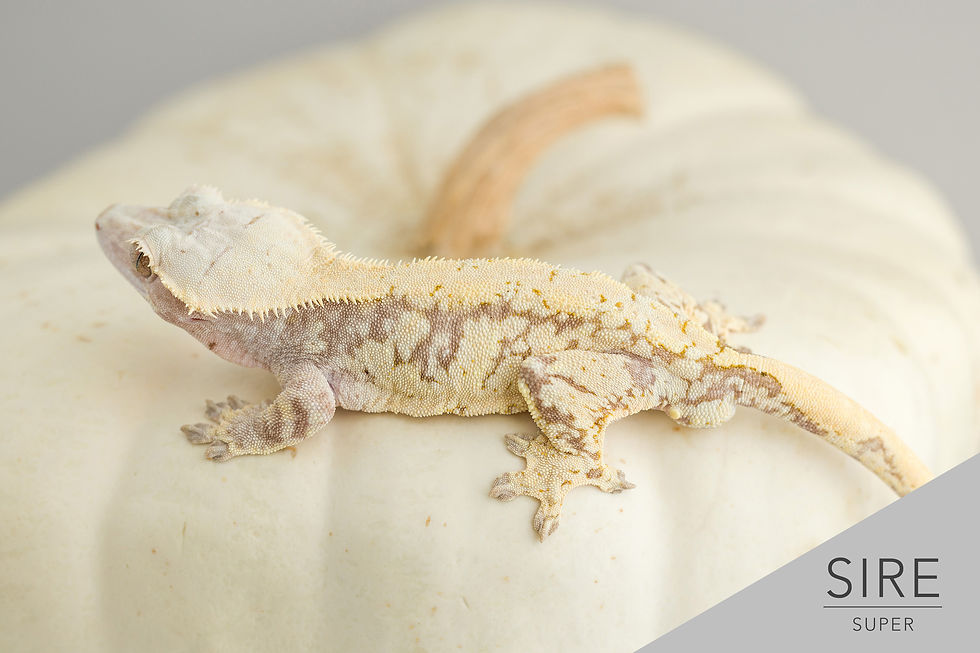 Thumbnail: Lavender & Cream Extreme Harlequin Crested Gecko