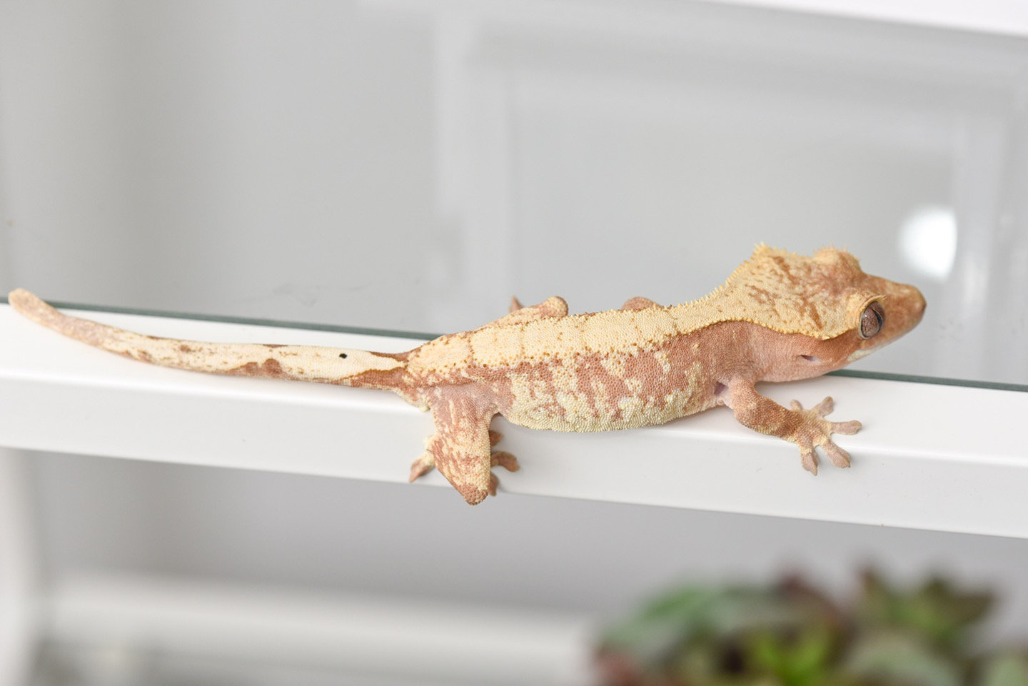 Pink/Peach & Cream Extreme Harlequin Crested Gecko ...