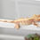 Thumbnail: Pink/Peach & Cream Extreme Harlequin Crested Gecko
