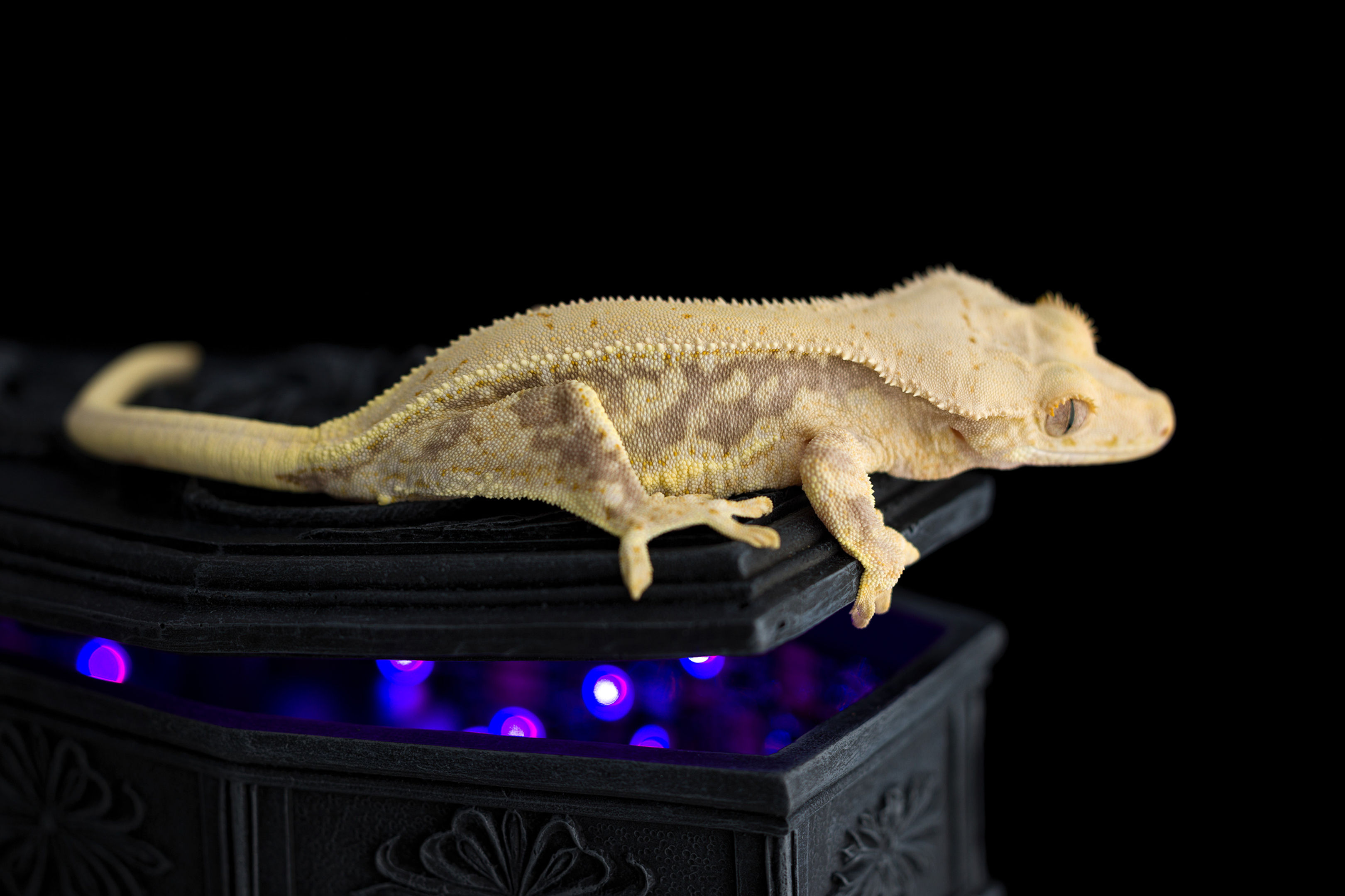Lavender Lilly White Crested Gecko