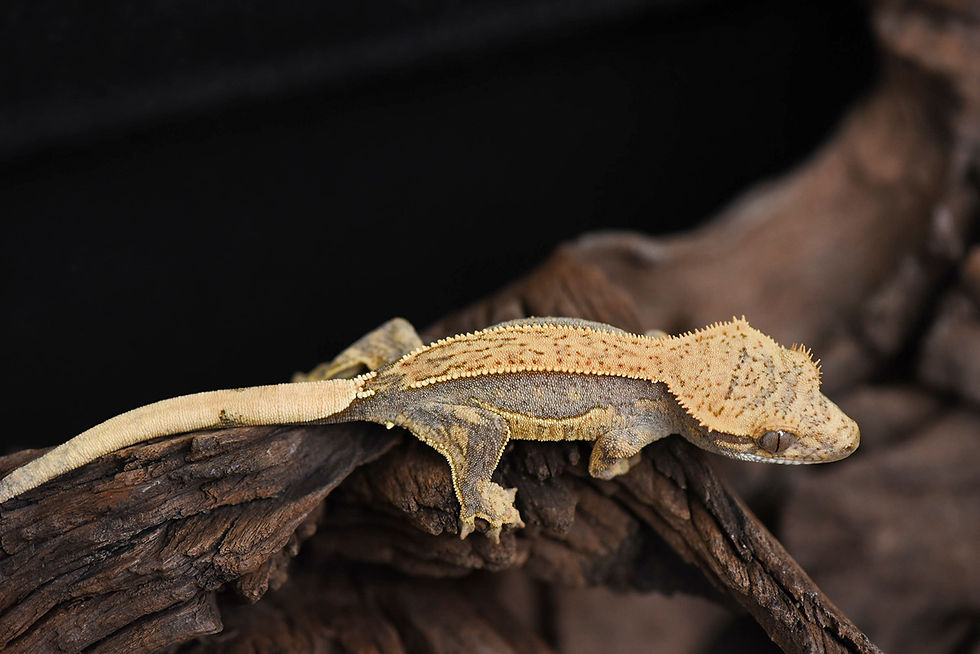 Lavender Quad-Stripe Crested Gecko