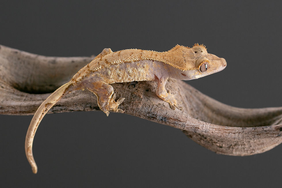 Thumbnail: Harlequin Crested Gecko