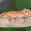 Thumbnail: Mardi Gras Dalmatian Crested Gecko