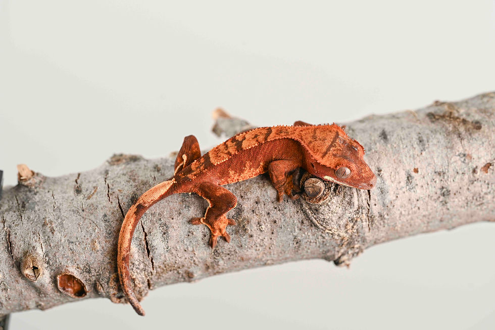 Thumbnail: Red Harlequin Crested Gecko