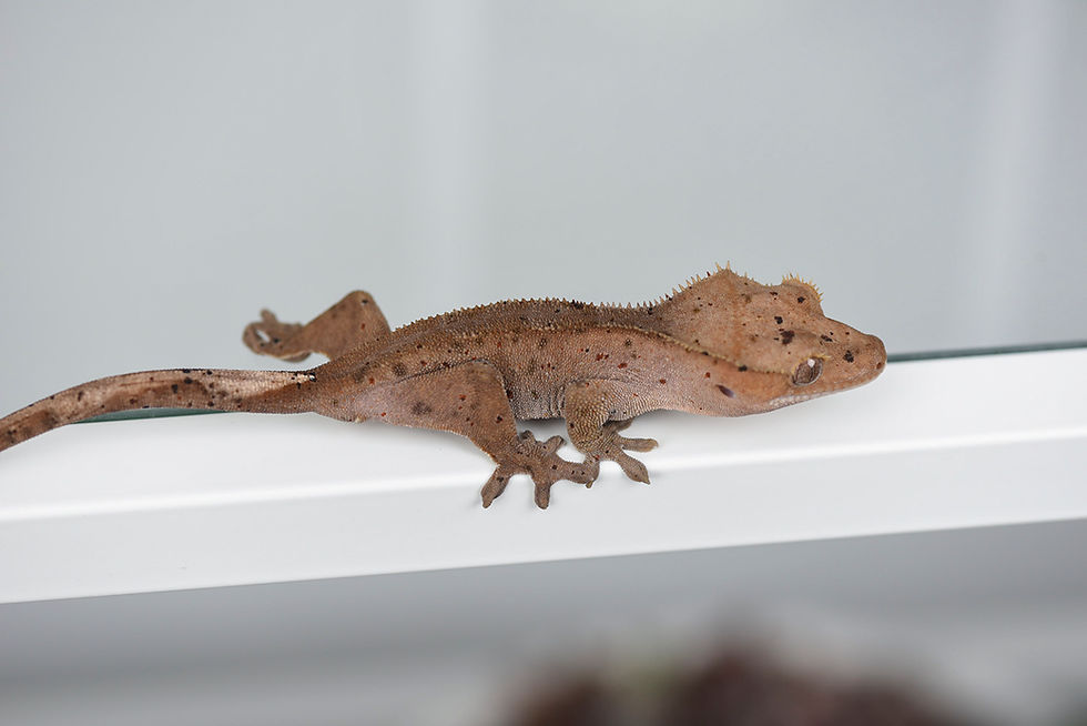 Thumbnail: Mardi Gras Dalmatian Crested Gecko