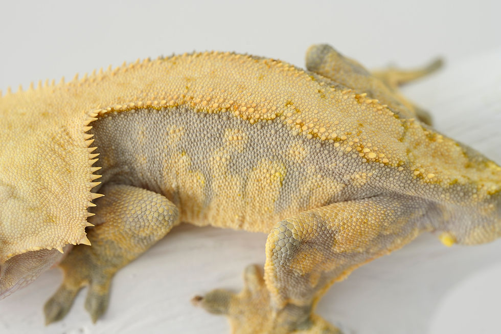 Thumbnail: Lavender Harlequin Crested Gecko