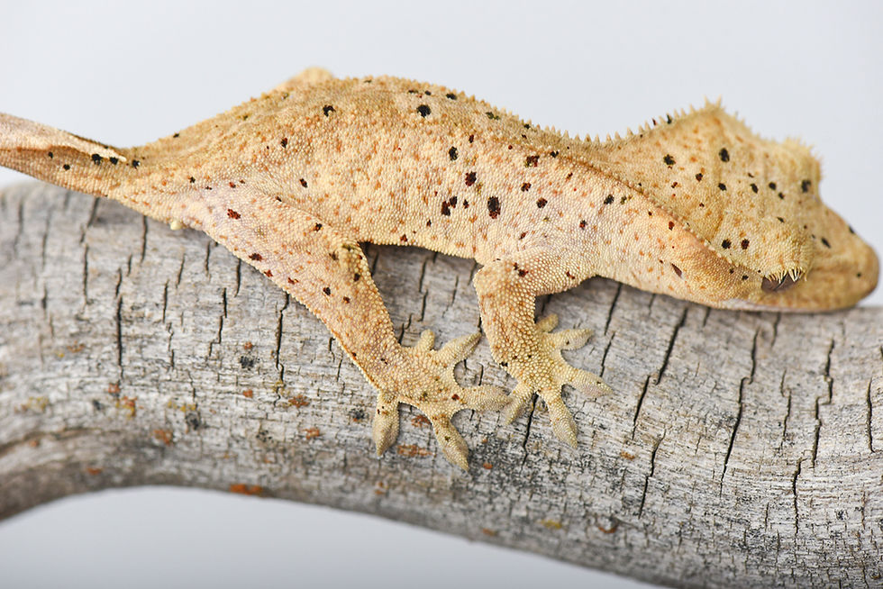 Thumbnail: Black and Red Spotted Dalmatian Crested Gecko