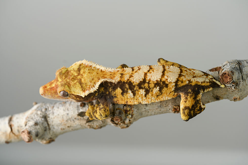 Thumbnail: Tri-Color XXX Extreme Harlequin