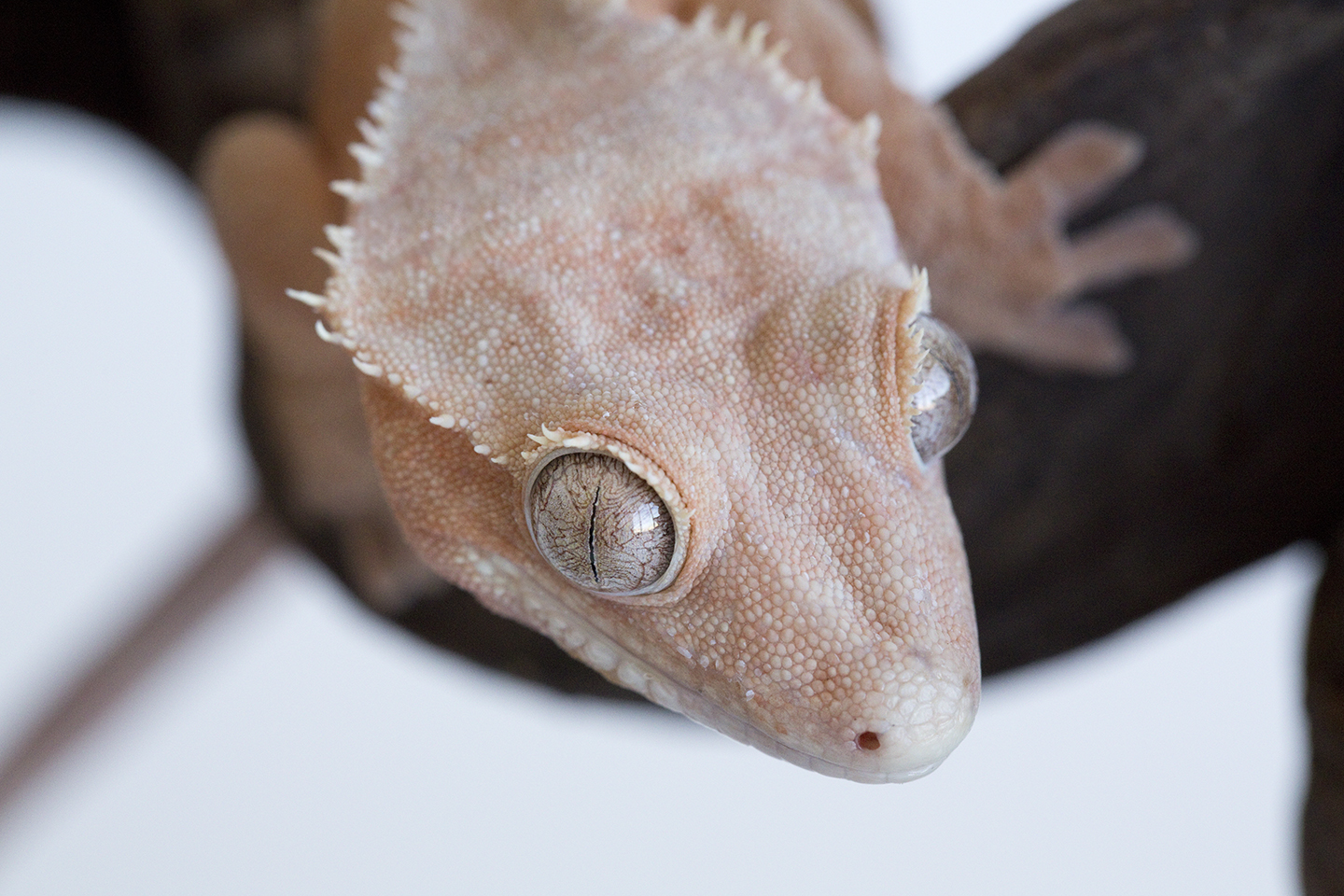Peaches Pink Crested Gecko Fringemorphss