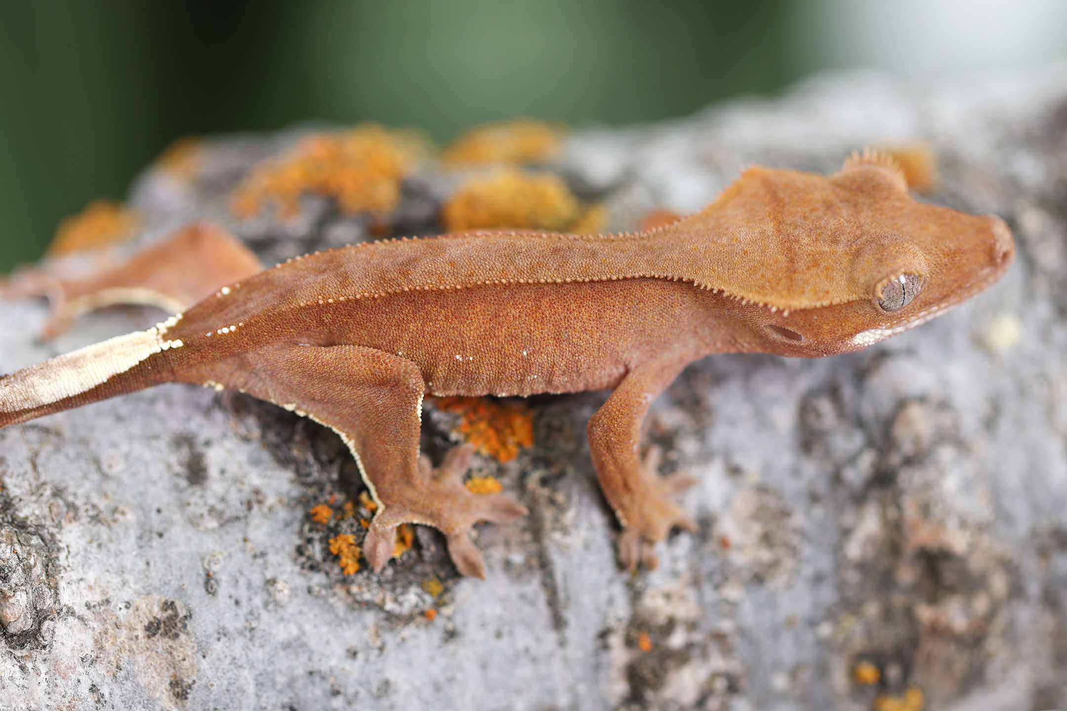 Red Crested Gecko
