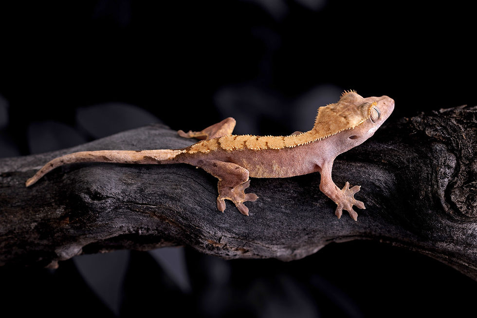 Thumbnail: Pink Line Harlequin Crested Gecko