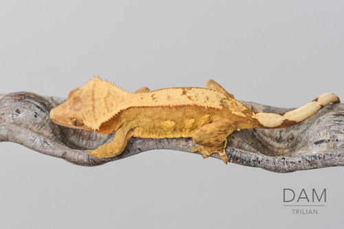 C2 Citrus Pinstripe Crested Gecko | Fringemorphs