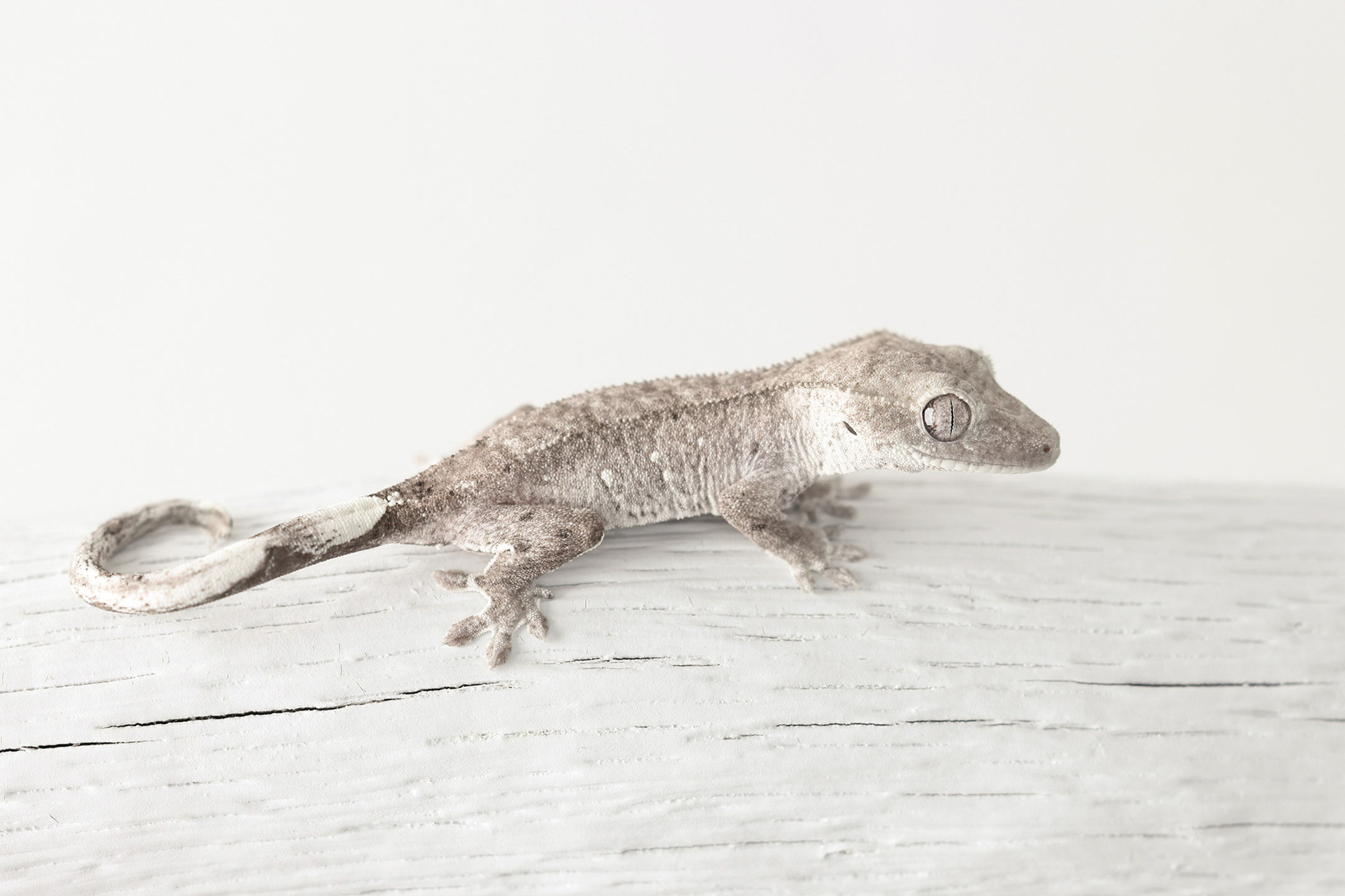 ULTRA HIGH-END RELEASE: Visual Axanthic Crested Gecko