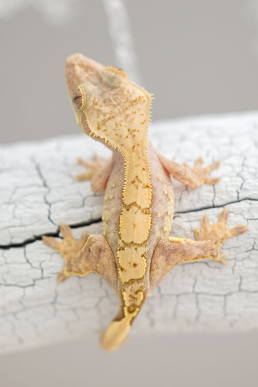 Thumbnail: Pink Line ✿ Harlequin Crested Gecko