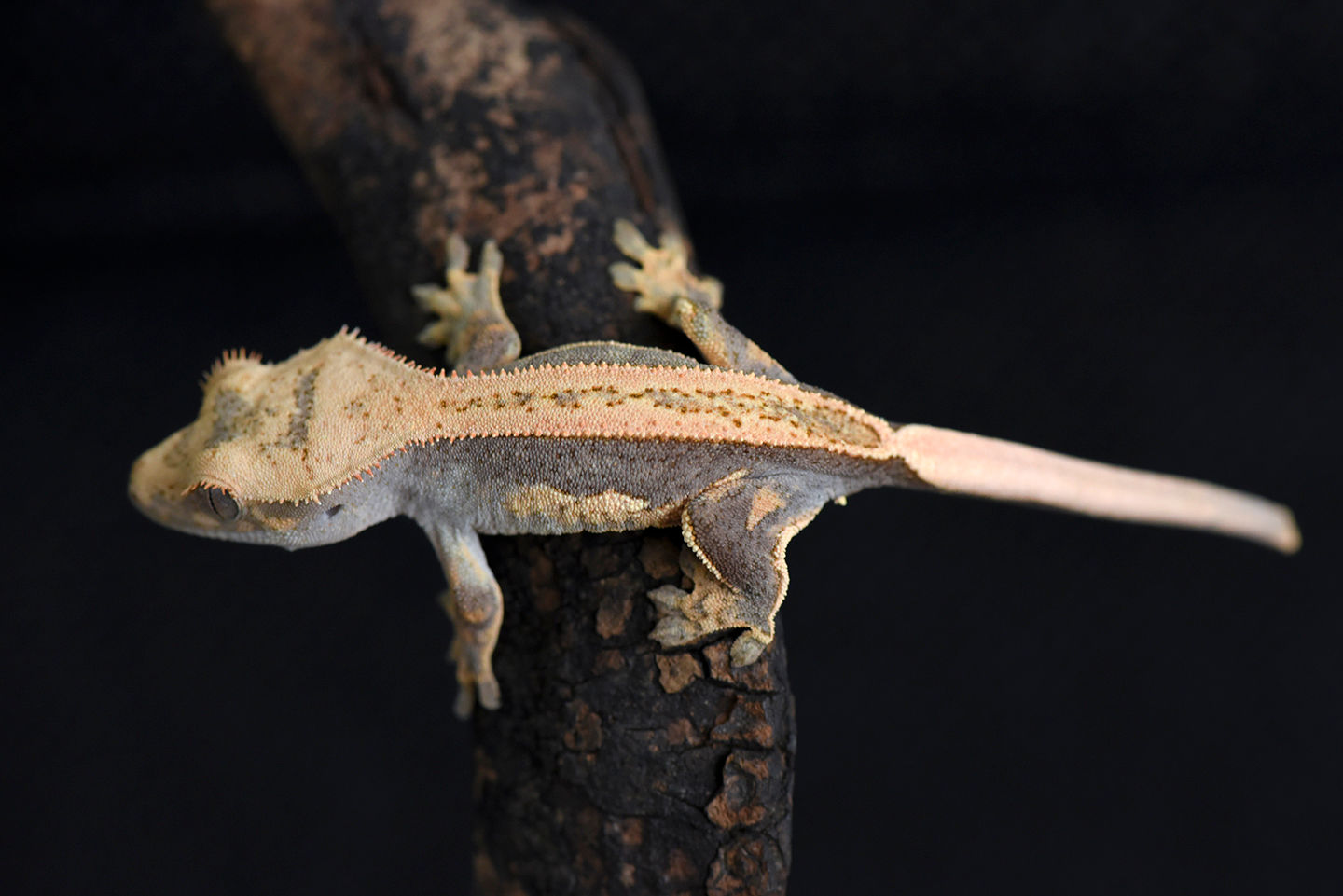 Tangerine Quad-Stripe Crested Gecko