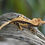 Thumbnail: High Contrast Quad-Stripe Crested Gecko