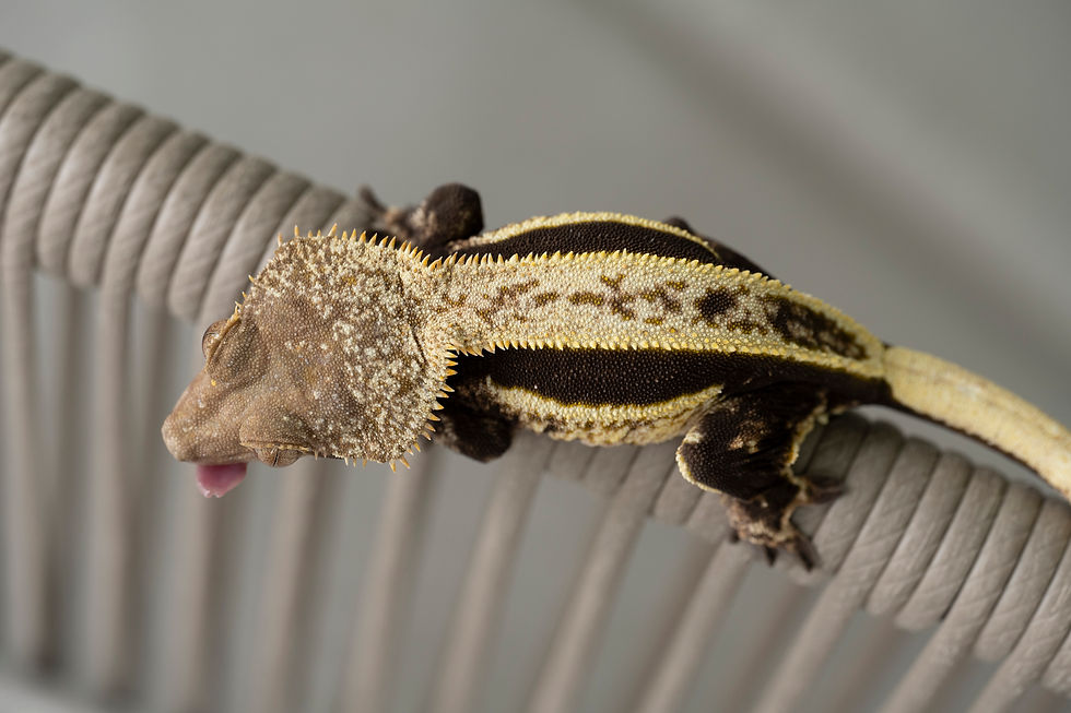 Thumbnail: Quad-Stripe Crested Gecko