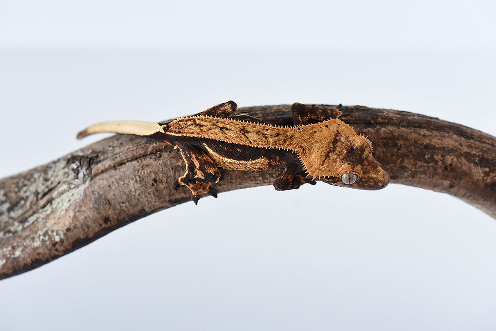 Thumbnail: High Contrast Quad Stripe Crested Gecko
