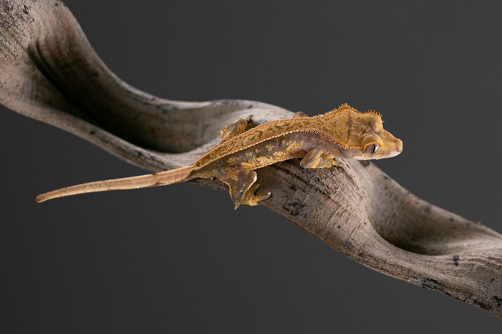 Thumbnail: Pinstripe Crested Gecko