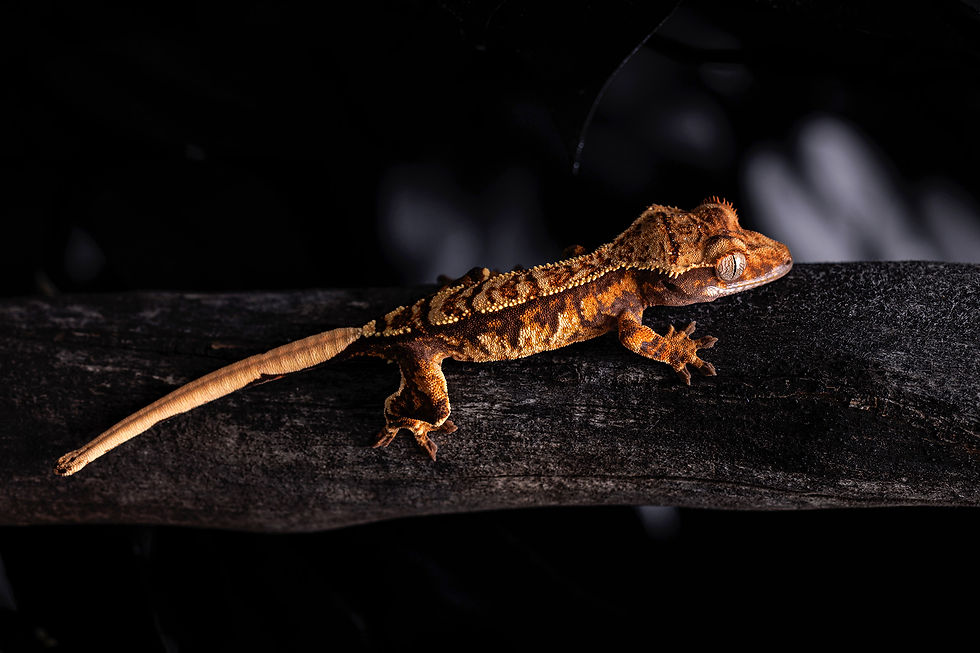 High Contrast Pinstripe Crested Gecko