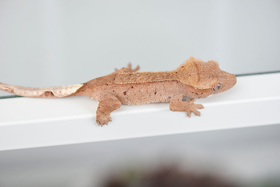 Thumbnail: Mardi Gras Dalmatian Crested Gecko