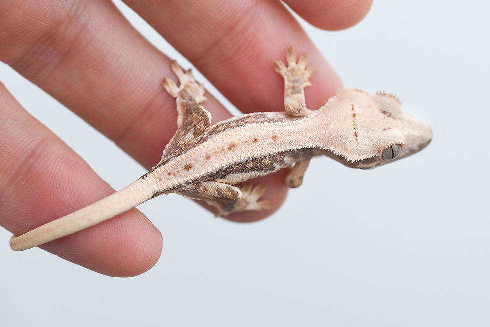 Thumbnail: Lilly White Crested Gecko