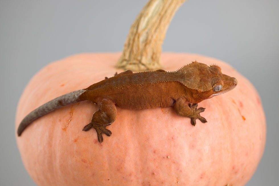 Thumbnail: Red Phantom Pinstripe Crested Gecko