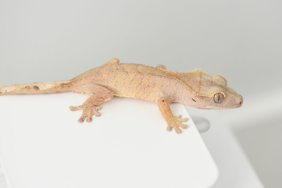 Thumbnail: Phantom Pinstripe Crested Gecko