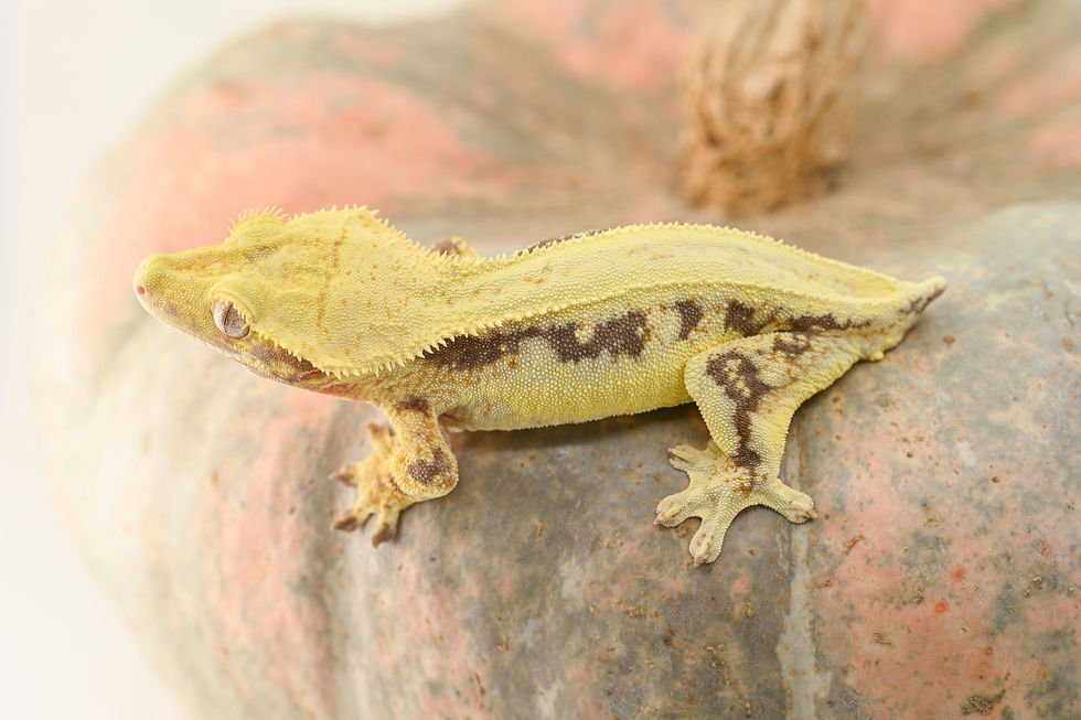 Thumbnail: ARCTID SUNSET: Lavender Lilly White Crested Gecko
