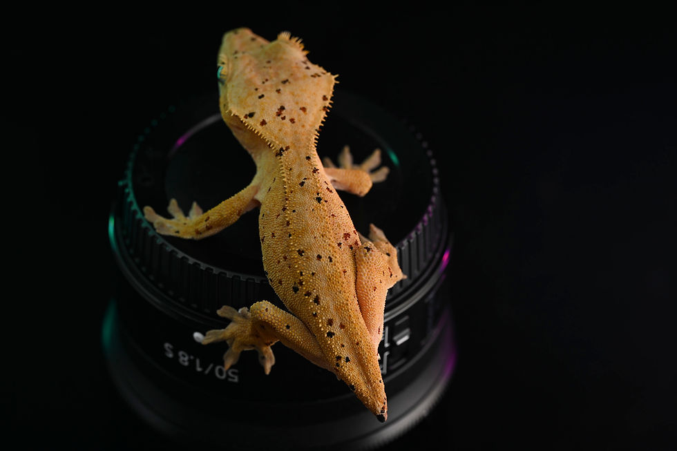 Thumbnail: Mardi Gras Super Dalmatian Crested Gecko