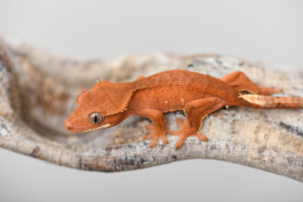 Patternless Red Crested Gecko