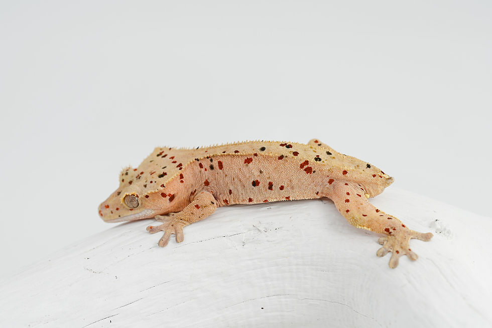 Thumbnail: Mardi Gras Super Dalmatian Crested Gecko