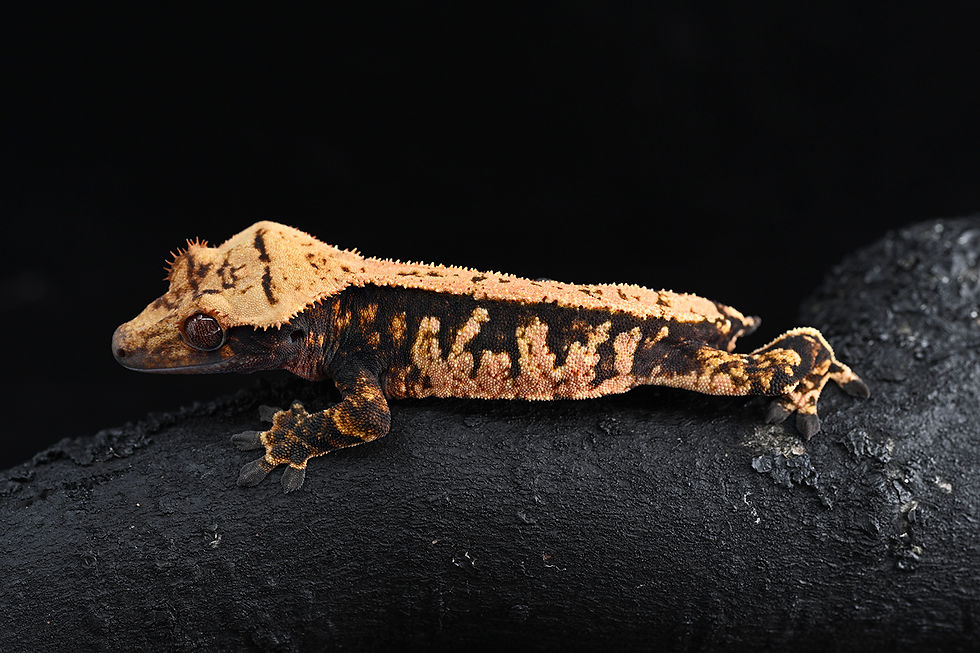 Thumbnail: Tangerine Dark Base Pinstripe Crested Gecko
